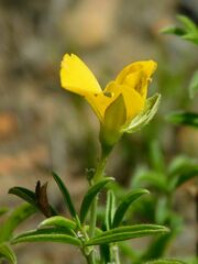 Argyrolobium pachyphyllum