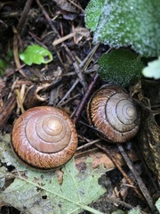 Helminthoglypta stiversiana