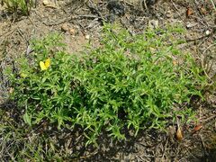 Argyrolobium pachyphyllum