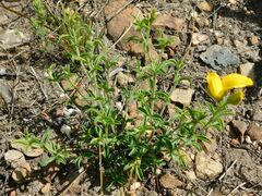 Argyrolobium pachyphyllum