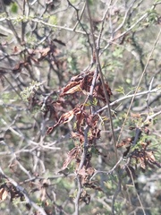 Mimosa aculeaticarpa