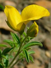 Argyrolobium pachyphyllum