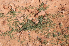 Tribulus terrestris