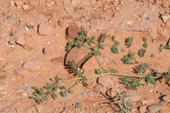 Tribulus terrestris
