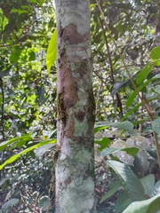 Aparisthmium cordatum