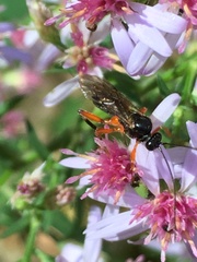 Pimpla pedalis