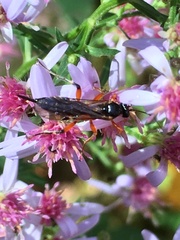 Pimpla pedalis