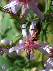 Pimpla pedalis