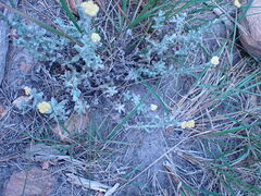 Helichrysum odoratissimum