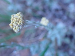 Helichrysum odoratissimum