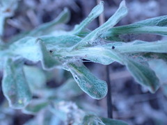 Helichrysum odoratissimum