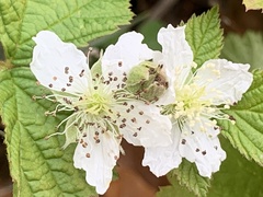Rubus