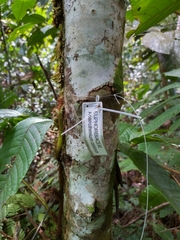 Aparisthmium cordatum