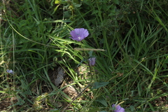Anoda cristata