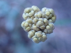 Helichrysum odoratissimum