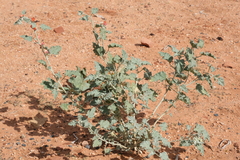 Sphaeralcea parvifolia