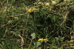 Tithonia