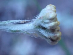 Helichrysum odoratissimum