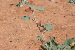 Sphaeralcea parvifolia