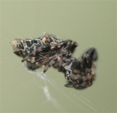 Cyclosa bifurcata
