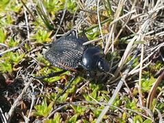 Nyctelia multicristrata