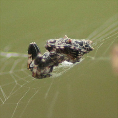 Cyclosa bifurcata