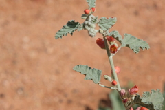 Sphaeralcea parvifolia