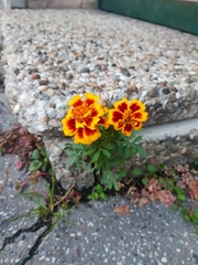 Tagetes