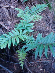 Blechnum capense