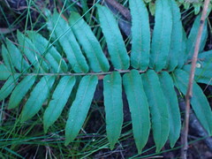 Blechnum capense