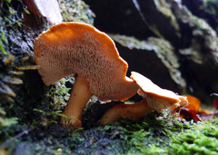 Hydnum rufescens