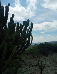 Myrtillocactus geometrizans