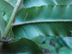 Blechnum capense
