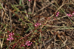 Lopezia racemosa