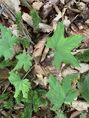Ribes rubrum