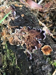 Trichaptum fuscoviolaceum