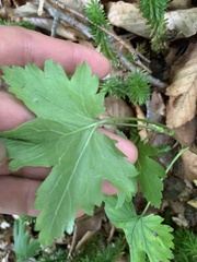 Ribes rubrum