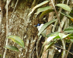 Arses telescopthalmus