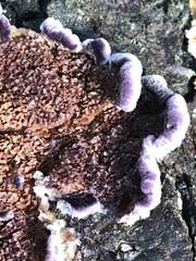 Trichaptum fuscoviolaceum