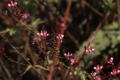 Lopezia racemosa