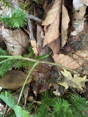 Ribes rubrum