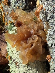 Phaeotremella