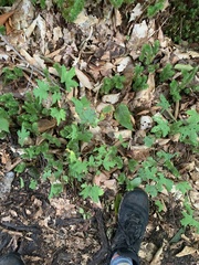 Ribes rubrum