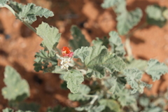 Sphaeralcea parvifolia