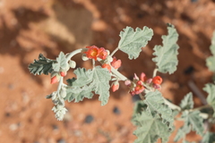 Sphaeralcea parvifolia