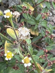 Galinsoga parviflora