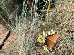 Danaus gilippus