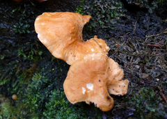 Hydnum rufescens
