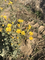 Heterotheca grandiflora
