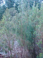 Passerina falcifolia